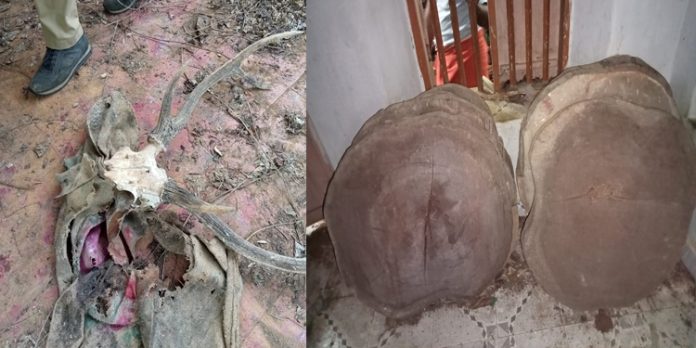 റാന്നിയിൽ അടച്ചിട്ട വീട്ടിൽ നിന്നും മ്ലാവിന്റെ കൊമ്പുകളും ഈട്ടി തടിയും പിടിച്ചു ; സംഭവം മുക്കിയത് വനംവകുപ്പ് ഉദ്യോഗസ്ഥര് റാന്നിയിൽ അടച്ചിട്ട വീട്ടിൽ നിന്നും മ്ലാവിന്റെ കൊമ്പുകളും ഈട്ടി തടിയും പിടിച്ചു ; സംഭവം മുക്കിയത് വനംവകുപ്പ് ഉദ്യോഗസ്ഥര്