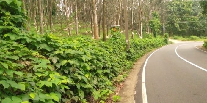 സിഗ്നല് ലൈറ്റ് കാടുമൂടി മറഞ്ഞിട്ടും അധികൃതര് തിരിഞ്ഞു നോക്കുന്നില്ലെന്ന് പരാതി സിഗ്നല് ലൈറ്റ് കാടുമൂടി മറഞ്ഞിട്ടും അധികൃതര് തിരിഞ്ഞു നോക്കുന്നില്ലെന്ന് പരാതി