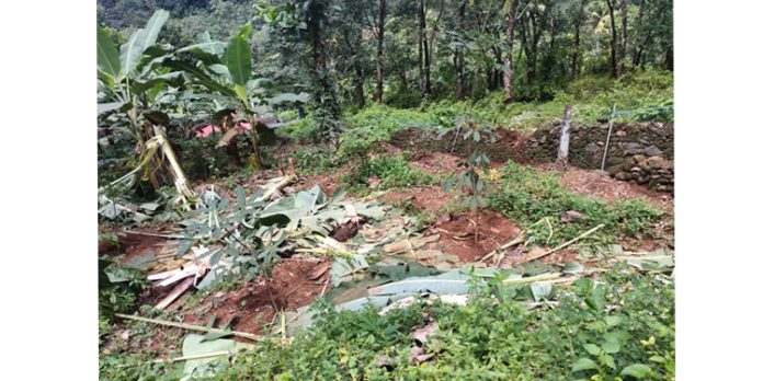 കാട്ടാനയുടെ ആക്രമണത്തിൽ കൃഷി നശിച്ചു കാട്ടാനയുടെ ആക്രമണത്തിൽ കൃഷി നശിച്ചു