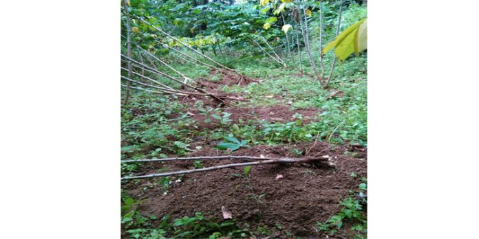 കാട്ടുപന്നിയുടെ ആക്രമണത്തിൽ വ്യാപക കൃഷി നാശം കാട്ടുപന്നിയുടെ ആക്രമണത്തിൽ വ്യാപക കൃഷി നാശം