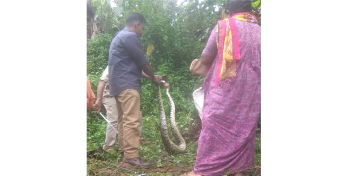 ജനവാസ മേഖലയിൽ ഇറങ്ങിയ പെരുമ്പാമ്പിനെ പിടികൂടി ജനവാസ മേഖലയിൽ ഇറങ്ങിയ പെരുമ്പാമ്പിനെ പിടികൂടി