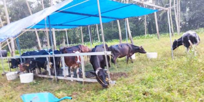 കടപ്രയില് 19 കന്നുകാലികളെ മൃഗസംരക്ഷണ വകുപ്പ് മാറ്റി പാര്പ്പിച്ചു കടപ്രയില് 19 കന്നുകാലികളെ മൃഗസംരക്ഷണ വകുപ്പ് മാറ്റി പാര്പ്പിച്ചു