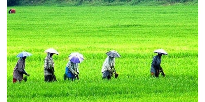 പ്രത്യാശയുടെ പുലരിയുമായി ഇന്ന് ചിങ്ങം ഒന്ന് പ്രത്യാശയുടെ പുലരിയുമായി ഇന്ന് ചിങ്ങം ഒന്ന്