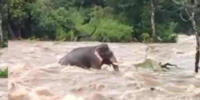 ചാലക്കുടി പുഴയില് ആന ഒഴുക്കില്പ്പെട്ടു ചാലക്കുടി പുഴയില് ആന ഒഴുക്കില്പ്പെട്ടു