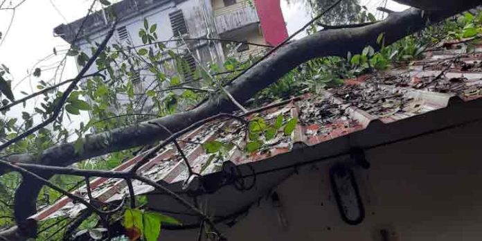 കനത്ത മഴ ; വീടുകളുടെ മുകളിലേക്ക് മരങ്ങൾ വീണു കനത്ത മഴ ; വീടുകളുടെ മുകളിലേക്ക് മരങ്ങൾ വീണു