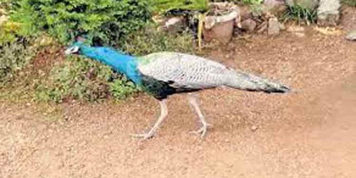 ഇടയ്ക്കിടെ പ്രത്യക്ഷപ്പെടുന്ന മയില് ; ആശങ്ക അറിയിച്ച് ഗവേഷകര് ഇടയ്ക്കിടെ പ്രത്യക്ഷപ്പെടുന്ന മയില് ; ആശങ്ക അറിയിച്ച് ഗവേഷകര്