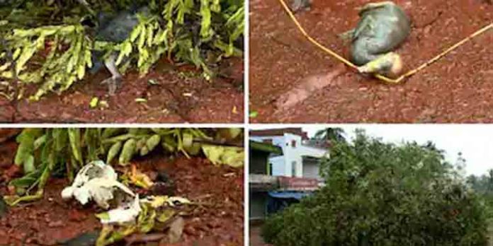 മരം മുറിച്ചപ്പോൾ പക്ഷികൾ ചത്ത സംഭവം, കരാറുകാർക്കെതിരെ കേസ് ; വനംവകുപ്പ് നടപടി വന്യജീവി സംരക്ഷണ നിയമപ്രകാരം മരം മുറിച്ചപ്പോൾ പക്ഷികൾ ചത്ത സംഭവം, കരാറുകാർക്കെതിരെ കേസ് ; വനംവകുപ്പ് നടപടി വന്യജീവി സംരക്ഷണ നിയമപ്രകാരം