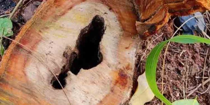 ഗുരുവായൂരപ്പന് കോളജ് കോമ്പൗണ്ടില്നിന്ന് ചന്ദനമരം മുറിച്ചുകടത്തി ഗുരുവായൂരപ്പന് കോളജ് കോമ്പൗണ്ടില്നിന്ന് ചന്ദനമരം മുറിച്ചുകടത്തി