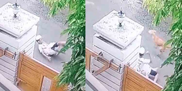 ഒറ്റപ്പാലത്ത് വിദ്യാര്ത്ഥിയെ തെരുവ് നായ കടിച്ചു ; കാലില് ആഴത്തില് മുറിവ് – പരാതി നല്കിയിട്ടും അധികൃതര് നടപടി സ്വീകരിക്കുന്നില്ലെന്ന് നാട്ടുകാര് ഒറ്റപ്പാലത്ത് വിദ്യാര്ത്ഥിയെ തെരുവ് നായ കടിച്ചു ; കാലില് ആഴത്തില് മുറിവ് – പരാതി നല്കിയിട്ടും അധികൃതര് നടപടി സ്വീകരിക്കുന്നില്ലെന്ന് നാട്ടുകാര്