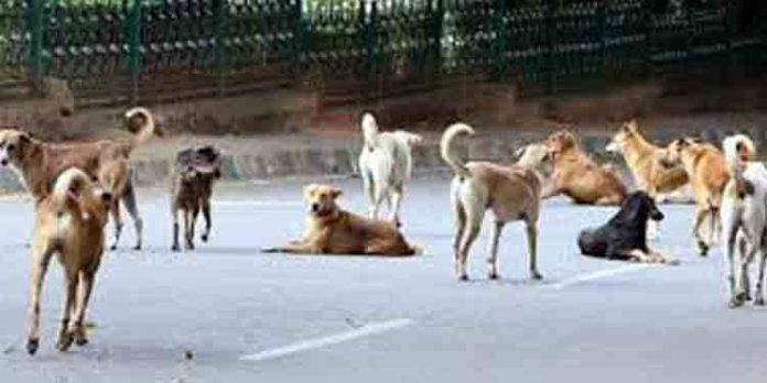 കണ്ണൂരില് തെരുവുനായ ആക്രമണത്തില് എട്ടുപേര്ക്ക് പരുക്ക് ; വീട്ടമ്മയുടെ കൈപ്പത്തി കടിച്ചെടുത്തു കണ്ണൂരില് തെരുവുനായ ആക്രമണത്തില് എട്ടുപേര്ക്ക് പരുക്ക് ; വീട്ടമ്മയുടെ കൈപ്പത്തി കടിച്ചെടുത്തു