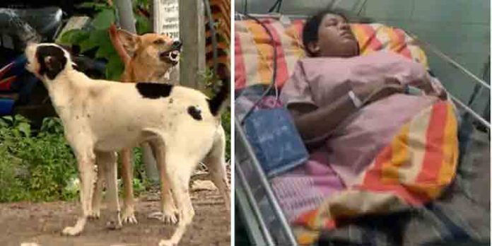 തെരുവുനായയുടെ ആക്രമണത്തിൽ ബൈക്കിൽ നിന്ന് വീണ് ഭിന്നശേഷിക്കാരിയായ യുവതിക്ക് പരിക്ക് തെരുവുനായയുടെ ആക്രമണത്തിൽ ബൈക്കിൽ നിന്ന് വീണ് ഭിന്നശേഷിക്കാരിയായ യുവതിക്ക് പരിക്ക്