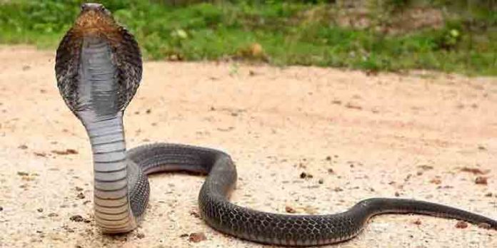 വീടിനകത്ത് ഉറങ്ങിക്കിടന്ന നാല് വയസ്സുകാരി ഉള്പ്പെടെ മൂന്നുപേര്ക്ക് പാമ്പുകടിയേറ്റു വീടിനകത്ത് ഉറങ്ങിക്കിടന്ന നാല് വയസ്സുകാരി ഉള്പ്പെടെ മൂന്നുപേര്ക്ക് പാമ്പുകടിയേറ്റു