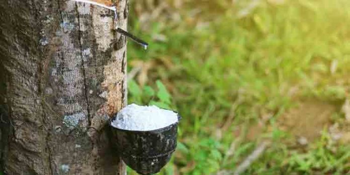 തുടര്ച്ചയായുള്ള വിലയിടിവില് അടിപതറി റബര് കര്ഷകര് തുടര്ച്ചയായുള്ള വിലയിടിവില് അടിപതറി റബര് കര്ഷകര്