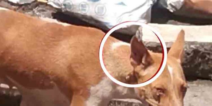 വന്ധ്യംകരിച്ച തെരുവ് നായ പ്രസവിച്ചു ; സര്ക്കാരിന്റെ വന്ധ്യംകരണ പദ്ധതി വന് പരാജയം വന്ധ്യംകരിച്ച തെരുവ് നായ പ്രസവിച്ചു ; സര്ക്കാരിന്റെ വന്ധ്യംകരണ പദ്ധതി വന് പരാജയം