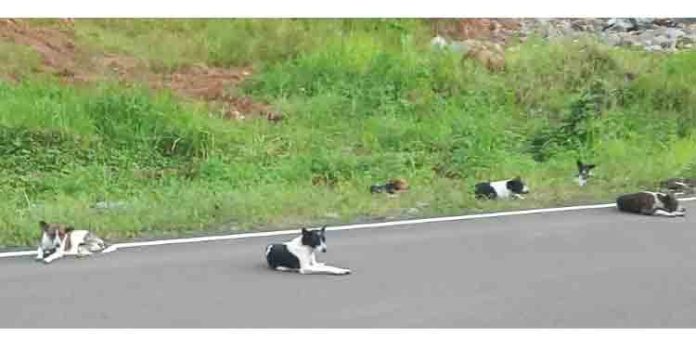 കോന്നി മെഡിക്കൽ കോളേജിലേക്കുള്ള പ്രധാന റോഡിൽ നായകളെ ഉപേക്ഷിച്ച നിലയില് കോന്നി മെഡിക്കൽ കോളേജിലേക്കുള്ള പ്രധാന റോഡിൽ നായകളെ ഉപേക്ഷിച്ച നിലയില്