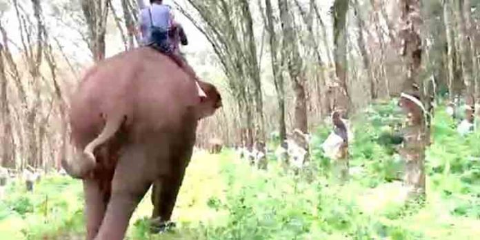 എലിക്കോട് ആദിവാസി കോളനിക്കു സമീപമെത്തിയ ഒന്പതംഗ കാട്ടാനക്കൂട്ടത്തെ കുങ്കി ആനകള് കാട്ടിലേക്കു തിരികെ ഓടിച്ചു എലിക്കോട് ആദിവാസി കോളനിക്കു സമീപമെത്തിയ ഒന്പതംഗ കാട്ടാനക്കൂട്ടത്തെ കുങ്കി ആനകള് കാട്ടിലേക്കു തിരികെ ഓടിച്ചു