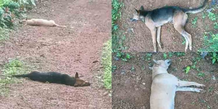 കോട്ടയത്ത് പന്ത്രണ്ട് തെരുവ് നായകളെ ചത്തനിലയിൽ കണ്ടെത്തി കോട്ടയത്ത് പന്ത്രണ്ട് തെരുവ് നായകളെ ചത്തനിലയിൽ കണ്ടെത്തി