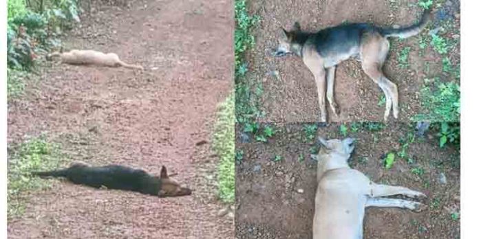 കോട്ടയം മുളക്കുളത്ത് നായകൾ കൂട്ടത്തോടെ ചത്ത സംഭവത്തിൽ പോലീസ് കേസെടുത്തു കോട്ടയം മുളക്കുളത്ത് നായകൾ കൂട്ടത്തോടെ ചത്ത സംഭവത്തിൽ പോലീസ് കേസെടുത്തു