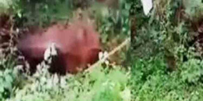 കണ്ണൂര് ചാലയില് പേവിഷബാധ ലക്ഷണങ്ങള് കാണിച്ച പശു ചത്തു കണ്ണൂര് ചാലയില് പേവിഷബാധ ലക്ഷണങ്ങള് കാണിച്ച പശു ചത്തു