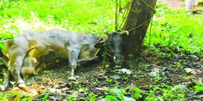 കണ്ണൂരില് ചത്ത പശുവിന് പേവിഷബാധ സ്ഥിരീകരിച്ചു കണ്ണൂരില് ചത്ത പശുവിന് പേവിഷബാധ സ്ഥിരീകരിച്ചു