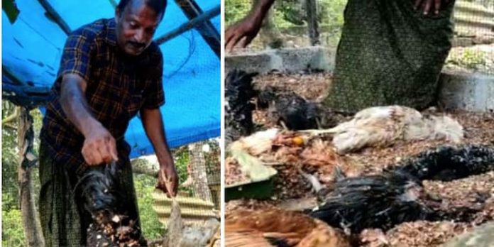 തെരുവുനായ ആക്രമണം തുടരുന്നു ; കൂത്താട്ടുകുളത്ത് 45 കരിങ്കോഴികളെ നായ്ക്കൾ കടിച്ചു കൊന്നു തെരുവുനായ ആക്രമണം തുടരുന്നു ; കൂത്താട്ടുകുളത്ത് 45 കരിങ്കോഴികളെ നായ്ക്കൾ കടിച്ചു കൊന്നു