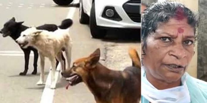 ഇടുക്കിയിൽ വീണ്ടും തെരുവുനായ ആക്രമണം ; വയോധിക അടക്കം രണ്ട് പേർക്ക് പരിക്കേറ്റു ഇടുക്കിയിൽ വീണ്ടും തെരുവുനായ ആക്രമണം ; വയോധിക അടക്കം രണ്ട് പേർക്ക് പരിക്കേറ്റു