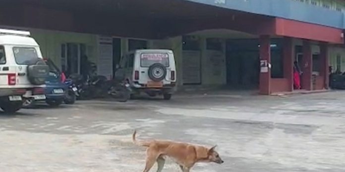 ആയിരക്കണക്കിന് ആളുകൾ ചികിൽസക്കെത്തുന്ന ഇടുക്കി മെഡിക്കൽ കോളജ് കയ്യടക്കി തെരുവ് നായകൂട്ടം ആയിരക്കണക്കിന് ആളുകൾ ചികിൽസക്കെത്തുന്ന ഇടുക്കി മെഡിക്കൽ കോളജ് കയ്യടക്കി തെരുവ് നായകൂട്ടം