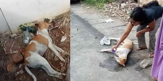 കാറിലെത്തിയവര് വിഷം കലര്ത്തിയ ഭക്ഷണം നല്കി ; വളര്ത്തുനായ അടക്കം നാല് നായ്ക്കള് ചത്തു കാറിലെത്തിയവര് വിഷം കലര്ത്തിയ ഭക്ഷണം നല്കി ; വളര്ത്തുനായ അടക്കം നാല് നായ്ക്കള് ചത്തു