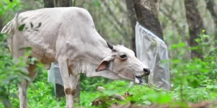 പേയിളകിയ പശു അക്രമാസക്തമായി പാഞ്ഞുനടന്നു ; വെടിവെച്ചുകൊന്നു പേയിളകിയ പശു അക്രമാസക്തമായി പാഞ്ഞുനടന്നു ; വെടിവെച്ചുകൊന്നു