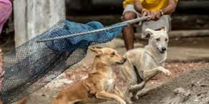 തെരുവ് നായ്ക്കൾക്ക് പേവിഷ പ്രതിരോധ കുത്തിവയ്പ്പ് നൽകി തുടങ്ങി ; ആദ്യo കൊച്ചി നഗരത്തിൽ തെരുവ് നായ്ക്കൾക്ക് പേവിഷ പ്രതിരോധ കുത്തിവയ്പ്പ് നൽകി തുടങ്ങി ; ആദ്യo കൊച്ചി നഗരത്തിൽ