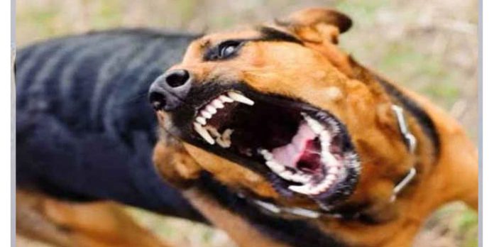 നായ്ക്കളെ കൊല്ലുന്നത് തടവുശിക്ഷ ലഭിക്കുന്ന കുറ്റം, ബോധവൽകരണം വേണം ; സർക്കുലർ പുറത്തിറക്കി ഡി.ജി.പി നായ്ക്കളെ കൊല്ലുന്നത് തടവുശിക്ഷ ലഭിക്കുന്ന കുറ്റം, ബോധവൽകരണം വേണം ; സർക്കുലർ പുറത്തിറക്കി ഡി.ജി.പി