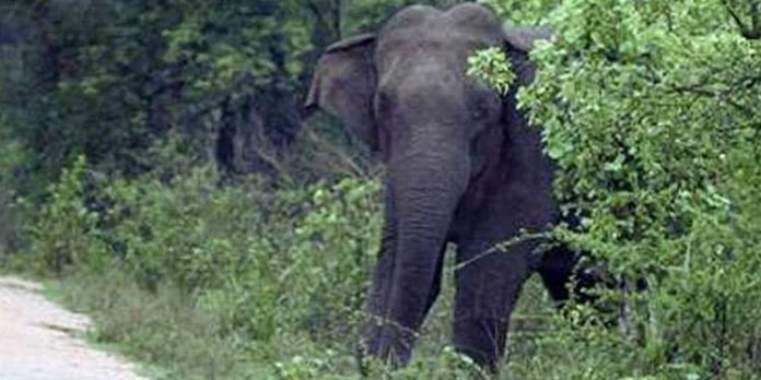 കാട്ടാനയെ തുരത്തുന്നതിനിടയില് പടക്കം പൊട്ടിയുണ്ടായ അപകടത്തില് ഫോറസ്റ്റ് വാച്ചറുടെ കൈപ്പത്തി മുറിച്ചു മാറ്റി കാട്ടാനയെ തുരത്തുന്നതിനിടയില് പടക്കം പൊട്ടിയുണ്ടായ അപകടത്തില് ഫോറസ്റ്റ് വാച്ചറുടെ കൈപ്പത്തി മുറിച്ചു മാറ്റി