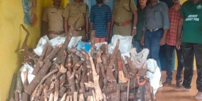 കുറുമാത്തൂരില് വന് ചന്ദന വേട്ട കുറുമാത്തൂരില് വന് ചന്ദന വേട്ട