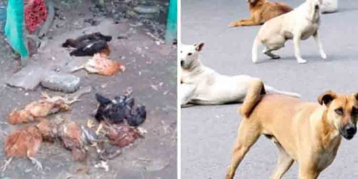 മാന്നാറില് നായ്ക്കളുടെ വിളയാട്ടം ; ഒരു വിദ്യാർത്ഥിക്ക് കടിയേറ്റു, ഇരുപതിലധികം കോഴികളെ നായ്ക്കൂട്ടം കൊന്നു മാന്നാറില് നായ്ക്കളുടെ വിളയാട്ടം ; ഒരു വിദ്യാർത്ഥിക്ക് കടിയേറ്റു, ഇരുപതിലധികം കോഴികളെ നായ്ക്കൂട്ടം കൊന്നു