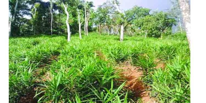 ഇഞ്ചി വില കൂപ്പു കുത്തി ഇഞ്ചി വില കൂപ്പു കുത്തി