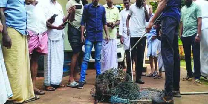 ചെറുമുക്കിലെ പ്രവാസി നഗറില് നിന്നും മുള്ളന്പന്നിയെ പിടികൂടി ചെറുമുക്കിലെ പ്രവാസി നഗറില് നിന്നും മുള്ളന്പന്നിയെ പിടികൂടി