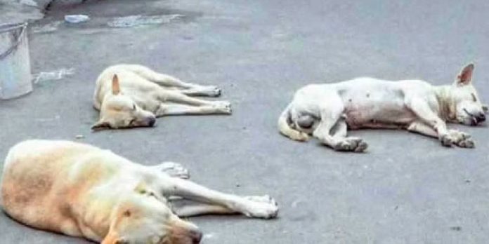 എരൂരില് തെരുവ് നായ്ക്കളെ വിഷം കൊടുത്ത് കൊന്ന നിലയില് എരൂരില് തെരുവ് നായ്ക്കളെ വിഷം കൊടുത്ത് കൊന്ന നിലയില്