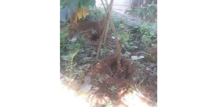 കാട്ടുപന്നി വ്യാപകമായി കൃഷി നശിപ്പിക്കുന്നു കാട്ടുപന്നി വ്യാപകമായി കൃഷി നശിപ്പിക്കുന്നു