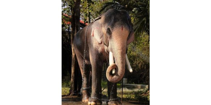 തെച്ചിക്കോട്ടുകാവ് രാമചന്ദ്രനെ പൊതുസ്ഥലത്ത് എഴുന്നള്ളിക്കുന്നതിന് വിലക്ക് തെച്ചിക്കോട്ടുകാവ് രാമചന്ദ്രനെ പൊതുസ്ഥലത്ത് എഴുന്നള്ളിക്കുന്നതിന് വിലക്ക്