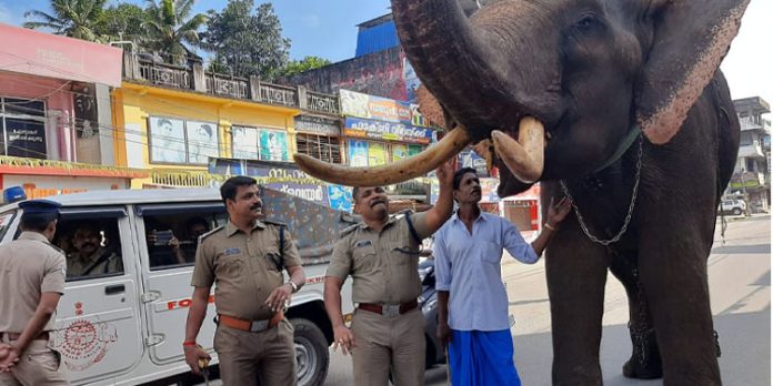 വിശന്ന് വലഞ്ഞ ആനക്ക് ഭക്ഷണം നൽകി കോന്നി പോലീസ് വിശന്ന് വലഞ്ഞ ആനക്ക് ഭക്ഷണം നൽകി കോന്നി പോലീസ്