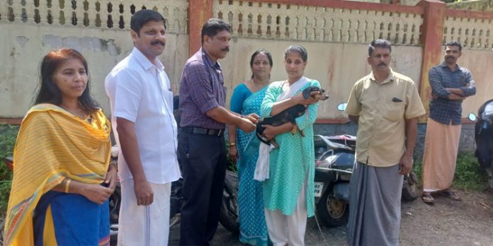 വളർത്തു നായ്ക്കൾക്കുള്ള കുത്തിവെപ്പ് നടത്തി വളർത്തു നായ്ക്കൾക്കുള്ള കുത്തിവെപ്പ് നടത്തി