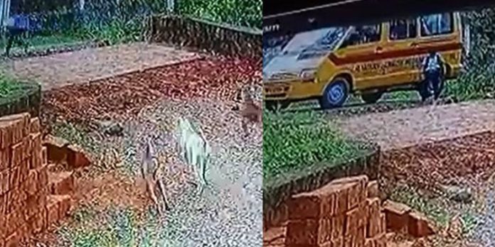 മലപ്പുറത്ത് സ്കൂൾ വാനിൽ നിന്ന് ഇറങ്ങിയ കുട്ടിയെ തെരുവ് നായ്ക്കൾ ആക്രമിച്ചു മലപ്പുറത്ത് സ്കൂൾ വാനിൽ നിന്ന് ഇറങ്ങിയ കുട്ടിയെ തെരുവ് നായ്ക്കൾ ആക്രമിച്ചു