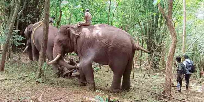 കുങ്കിയാന സംഘത്തിന് നേരെ ഒറ്റയാന് ആക്രമണം കുങ്കിയാന സംഘത്തിന് നേരെ ഒറ്റയാന് ആക്രമണം