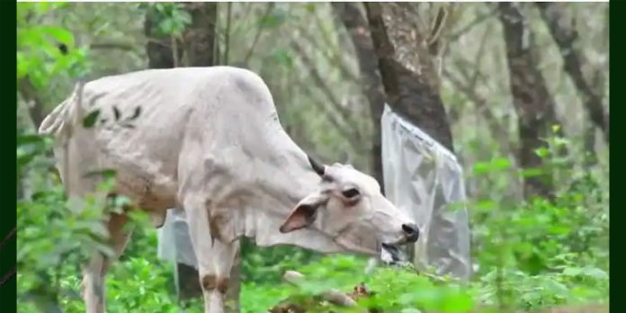 കണ്ണൂരിൽ ഒരു പശുവിന് കൂടി പേയിളകി ; ദയാവധം നടത്തി കണ്ണൂരിൽ ഒരു പശുവിന് കൂടി പേയിളകി ; ദയാവധം നടത്തി