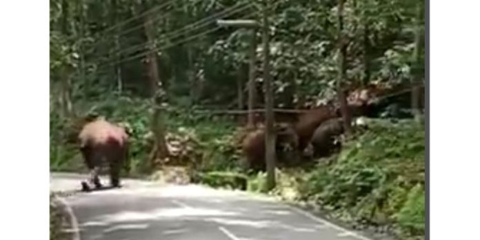 വനമേഖലയിലെ റോഡുകളിൽ വന്യമൃഗ സാന്നിധ്യം പതിവാകുന്നു വനമേഖലയിലെ റോഡുകളിൽ വന്യമൃഗ സാന്നിധ്യം പതിവാകുന്നു