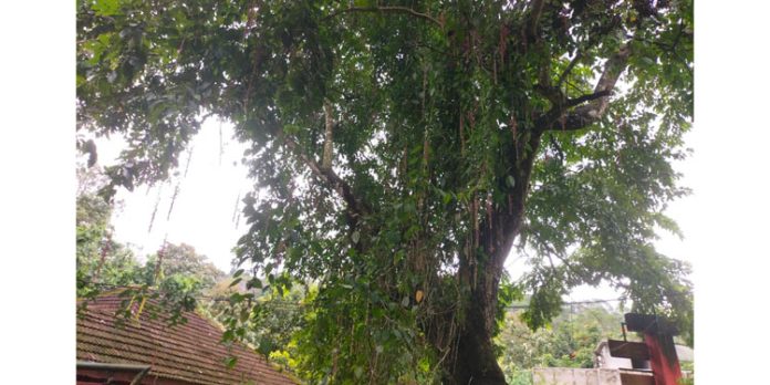 തുമ്പോർജിയ പൂത്തുലഞ്ഞ് കോന്നി ഇക്കോ ടൂറിസം സെന്റർ തുമ്പോർജിയ പൂത്തുലഞ്ഞ് കോന്നി ഇക്കോ ടൂറിസം സെന്റർ