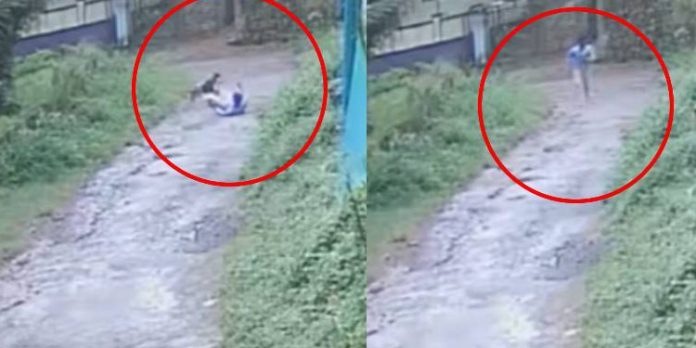 പട്ടാമ്പിയിൽ കടയിൽ പോവുകയായിരുന്ന യുവാവിനെ തെരുവ് നായ ആക്രമിച്ചു പട്ടാമ്പിയിൽ കടയിൽ പോവുകയായിരുന്ന യുവാവിനെ തെരുവ് നായ ആക്രമിച്ചു