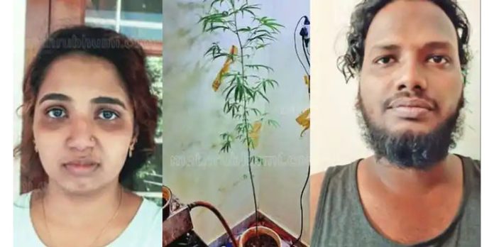 ഫ്ലാറ്റിന്റെ അടുക്കളയില് കഞ്ചാവ് വളര്ത്തിയ യുവാവും യുവതിയും പിടിയില് ഫ്ലാറ്റിന്റെ അടുക്കളയില് കഞ്ചാവ് വളര്ത്തിയ യുവാവും യുവതിയും പിടിയില്