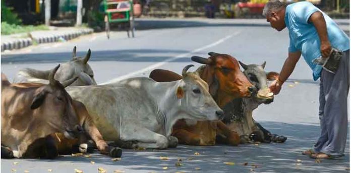 കാലിനിയന്ത്രണ നിയമം പിന്വലിച്ച് ഗുജറാത്ത് സര്ക്കാര് കാലിനിയന്ത്രണ നിയമം പിന്വലിച്ച് ഗുജറാത്ത് സര്ക്കാര്