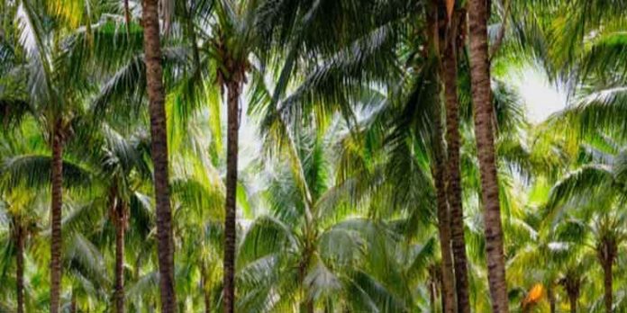 മാനസിക ചികിത്സക്ക് കൊണ്ടുപോകാന് ആംബുലന്സ് എത്തി ; ഭയന്ന് തെങ്ങിൽ കയറി യുവാവ് മാനസിക ചികിത്സക്ക് കൊണ്ടുപോകാന് ആംബുലന്സ് എത്തി ; ഭയന്ന് തെങ്ങിൽ കയറി യുവാവ്